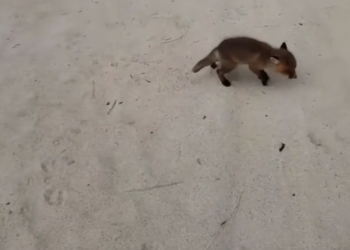 H2801005 Ignored by the world, but still breathing