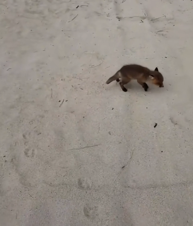 H2801005 Ignored by the world, but still breathing