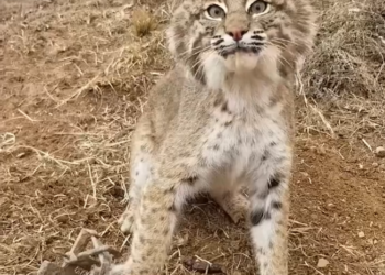 H2801006 Suffering quietly, with no voice to ask for help