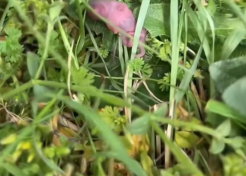 H2801007 One small life, carrying so much unseen pain