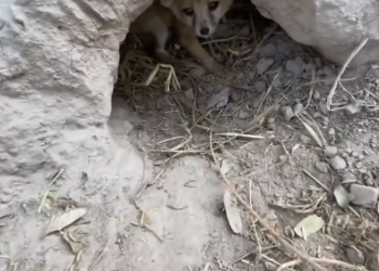 H2801008 When help doesn’t come, suffering lingers