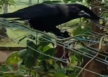 H2801009 Found too late — or just in time?