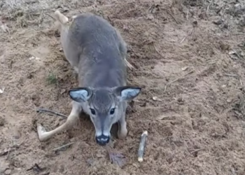 H2801002 Left behind in silence, hoping someone would notice.