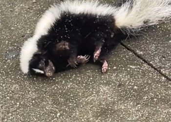 H2801001 No one saw the pain… until it was almost too late.