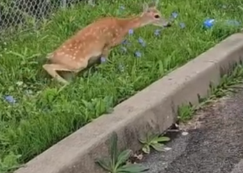 H2801003 This is what abandonment really looks like