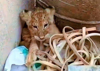 H2801004 Cold nights, empty streets, and a life still fighting