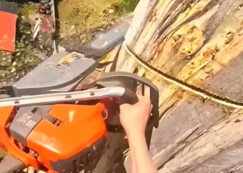 Rescuing parrots from a saw, the craftsman becomes a stay-at-home dad🦜
