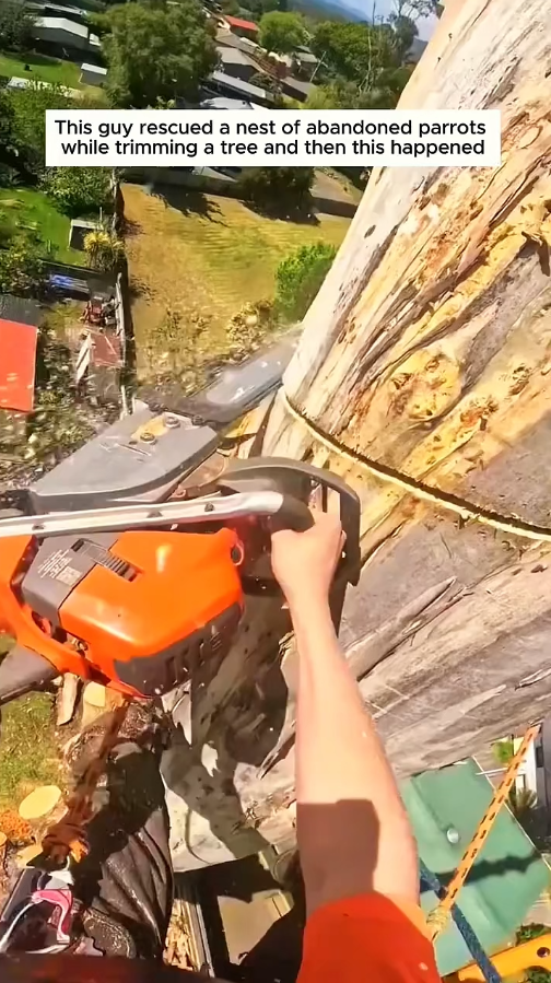 Rescuing parrots from a saw, the craftsman becomes a stay-at-home dad🦜